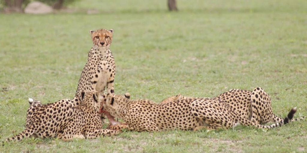 Mana Pools National Park Cheetahs