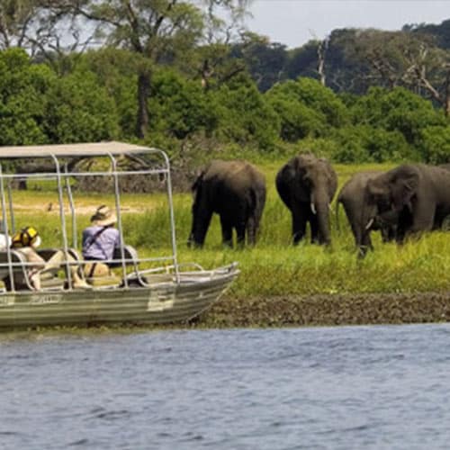 Chobe Day Trip Game Viewing Elephants